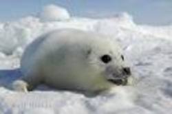 /images/endangered_animals_4_mysite_1_250x166.jpg