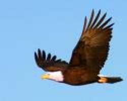 /images/endangered_animals_4_mysite_250x200.jpg