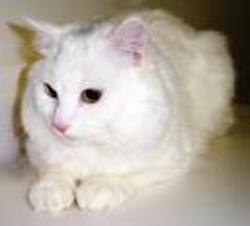 /images/stop_animal_crulity_2_250x226.jpg
